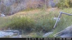 Ochetorhynchus melanurus