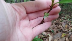 Asimina parviflora