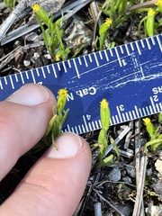 Lasthenia microglossa