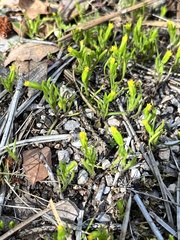 Lasthenia microglossa