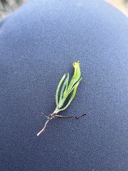 Lasthenia microglossa