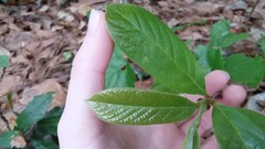 Asimina parviflora