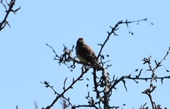 Spizelloides arborea