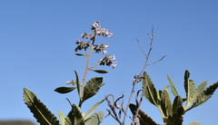 Eriodictyon crassifolium