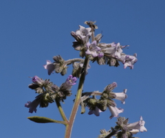 Eriodictyon crassifolium