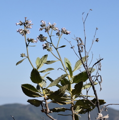 Eriodictyon crassifolium