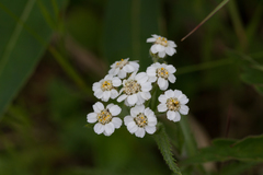 Achillea alpina camtschatica