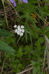 Achillea alpina camtschatica