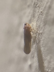 Omolicna