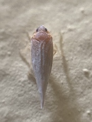 Omolicna