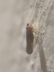 Omolicna