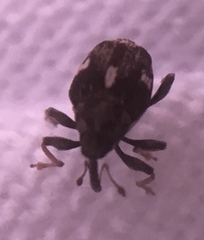 Mogulones asperifoliarum