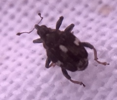 Mogulones asperifoliarum