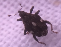 Mogulones asperifoliarum