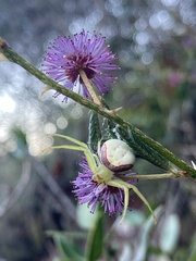 Misumenops callinurus