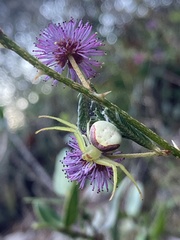 Misumenops callinurus