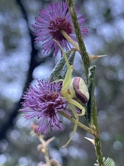 Misumenops callinurus