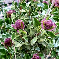 Salvia pachyphylla