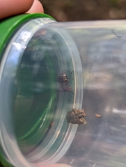 Episcaphula tamburinea