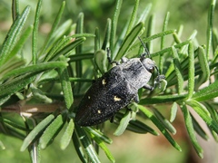 Chalcophorella stigmatica