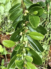 Suregada aequorea
