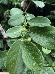 Suregada aequorea