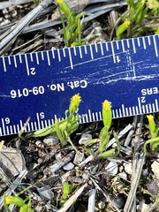 Lasthenia microglossa