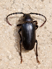 Prionus besikanus