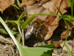 Colletes thoracicus