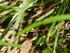 Amphion floridensis