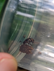 Episcaphula tamburinea