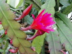 Disocactus ackermannii