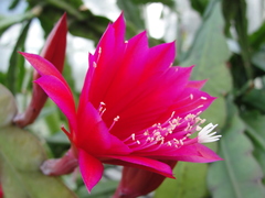 Disocactus ackermannii