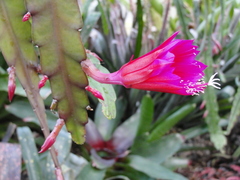 Disocactus ackermannii