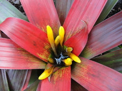 Guzmania sanguinea