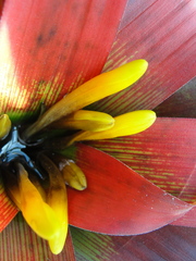 Guzmania sanguinea