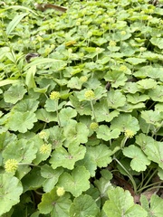 Hydrocotyle mexicana