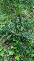 Cirsium arisanense