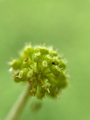 Hydrocotyle mexicana
