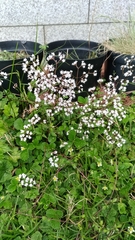 Valeriana kawakamii