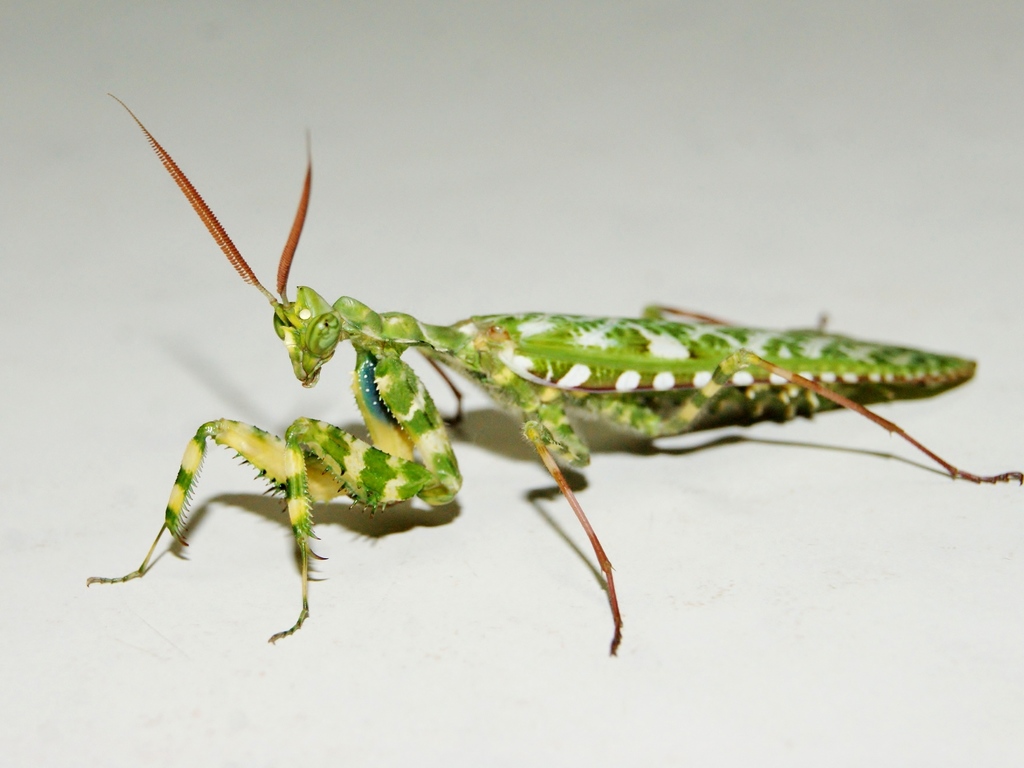 Devil's Flower Mantis