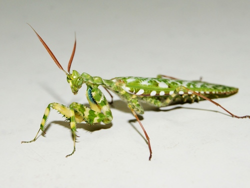 Devil's Flower Mantis