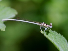 Platycnemis dealbata