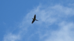 Ognorhynchus icterotis