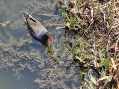 Gallinula chloropus