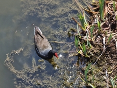 Gallinula chloropus