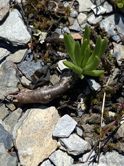 Phemeranthus calcaricus