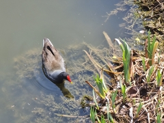 Gallinula chloropus