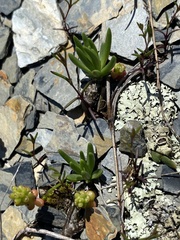 Phemeranthus calcaricus