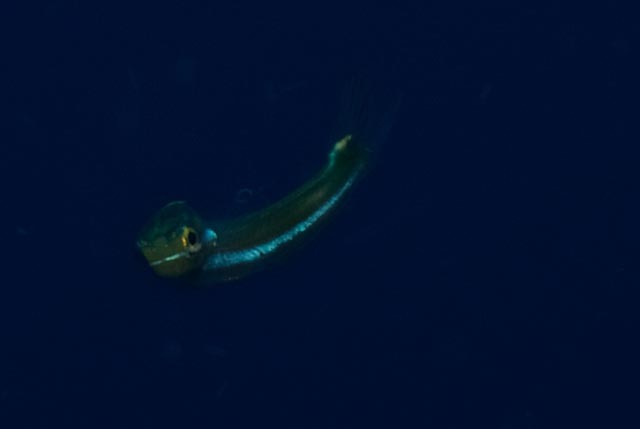 청줄베도라치, bavosa, blaustreifen-säbelzähner, blennie, blennie à bandes bleues, blue-lined blenny, blue-lined sabretooth blenny, bluestriped blenny, bluestriped fangblenny, cleaner mimic, minamiginpo, tube-worm blenny, twostripe blenny